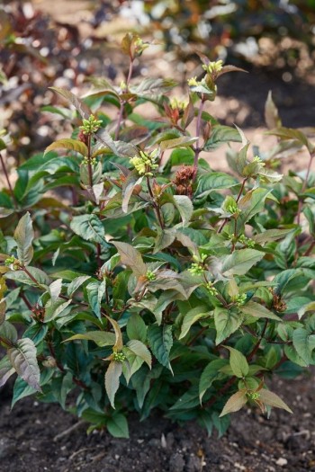 Діервілла сидячолиста Меджикал Грін Драгон|Diervilla sessilifolia `Magical Green Dragon`®|Диервилла Меджикал Грин Драгон